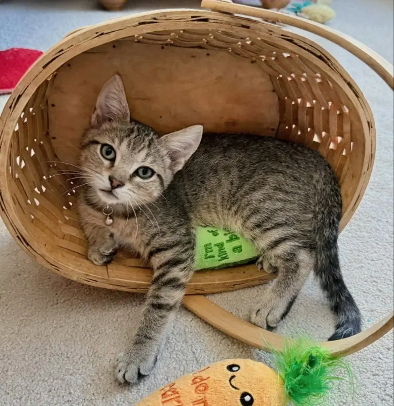 Ned, a male Tabby cat up for adoption