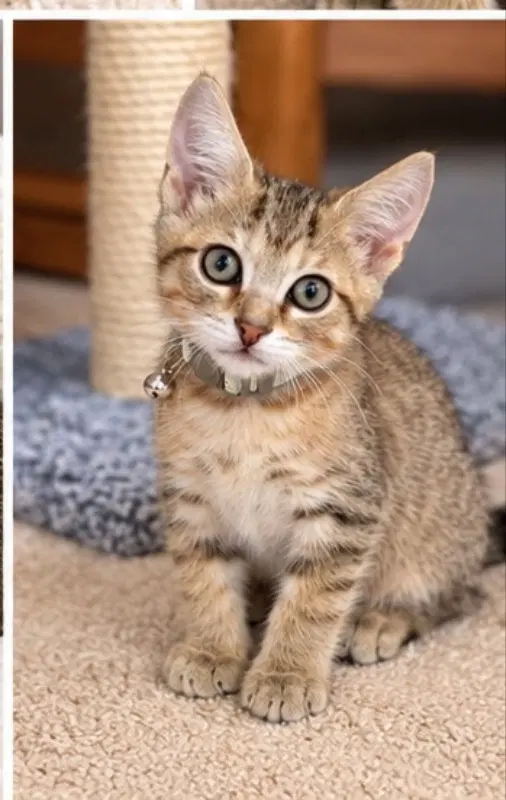 Peter, a male Tabby cat up for adoption