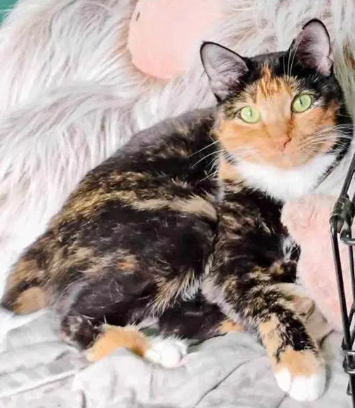 Buttercup & Jet, adult female Bobtail cats up for adoption