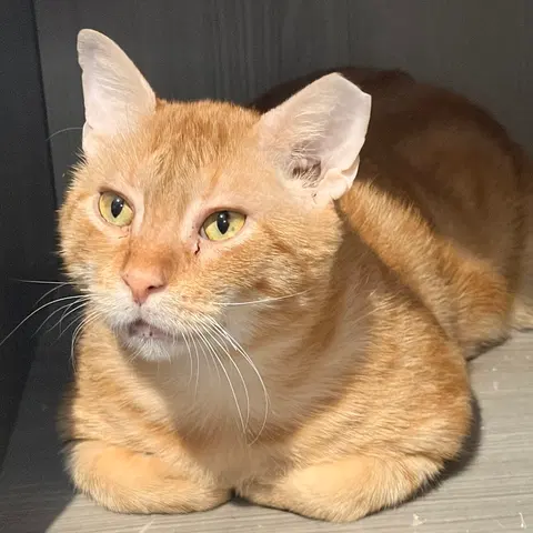 Watch the video of Wally