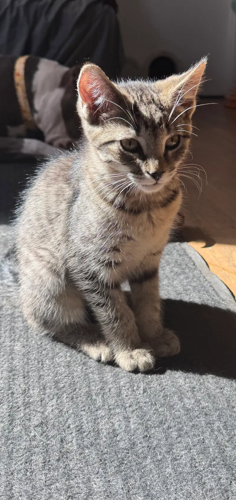 Mocha, a female kitten up for adoption