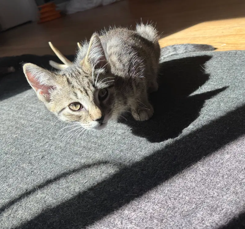 Mocha, photo 2