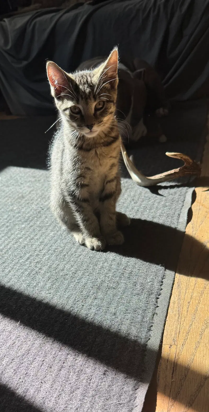 Mocha, photo 4