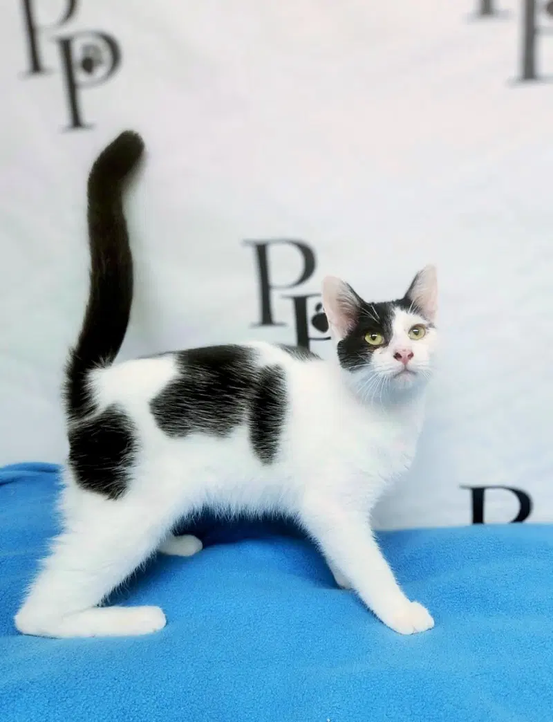 Rio, a young male cat up for adoption