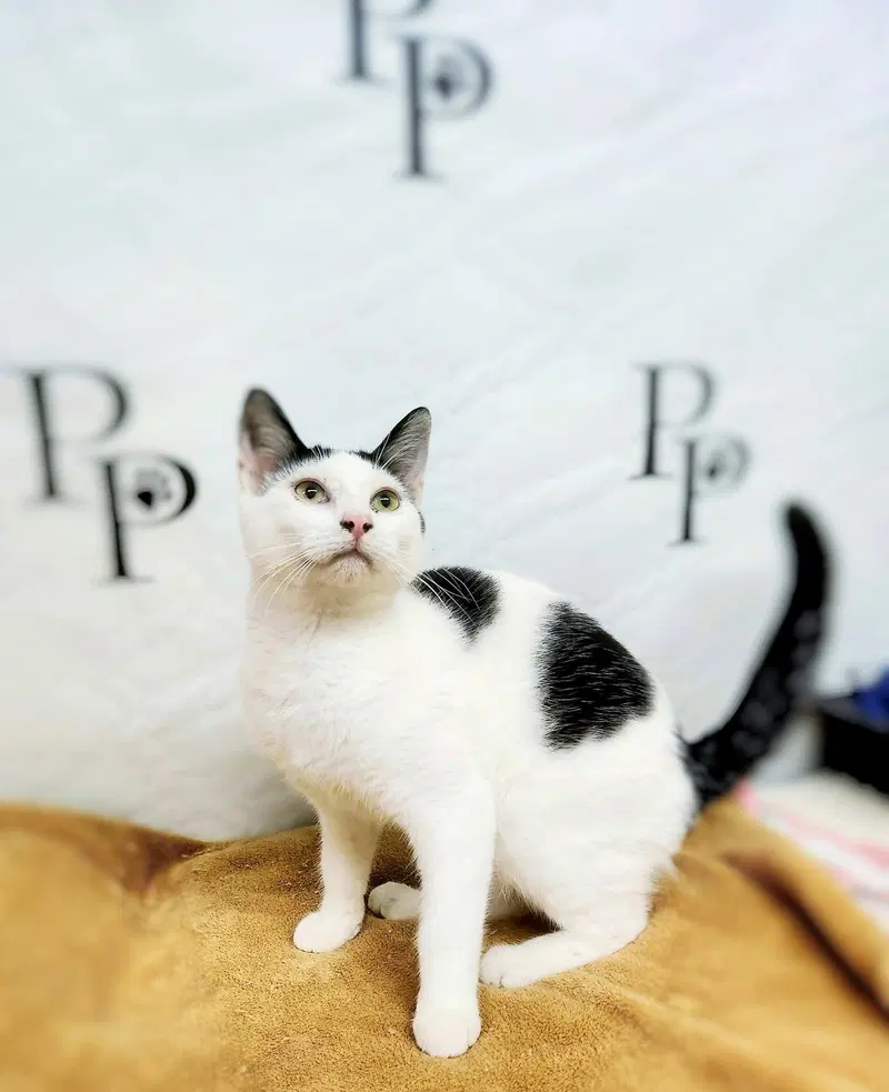 Blaze, a young male cat up for adoption