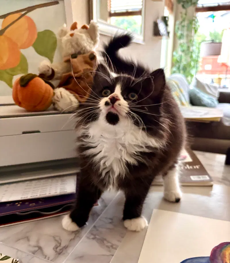 Nutmeg Napa, a kitten up for adoption