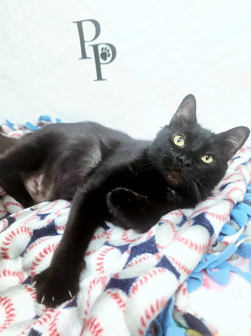 Vampurr, an adult male cat up for adoption