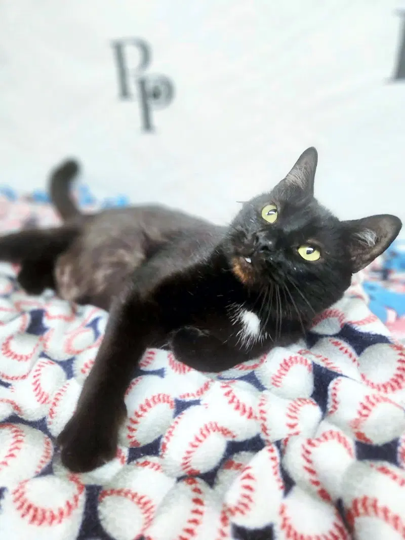 Vampurr, photo 2