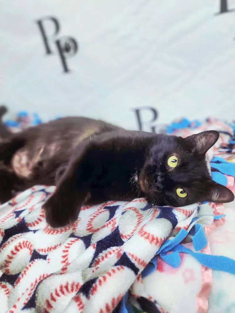 Vampurr, photo 4