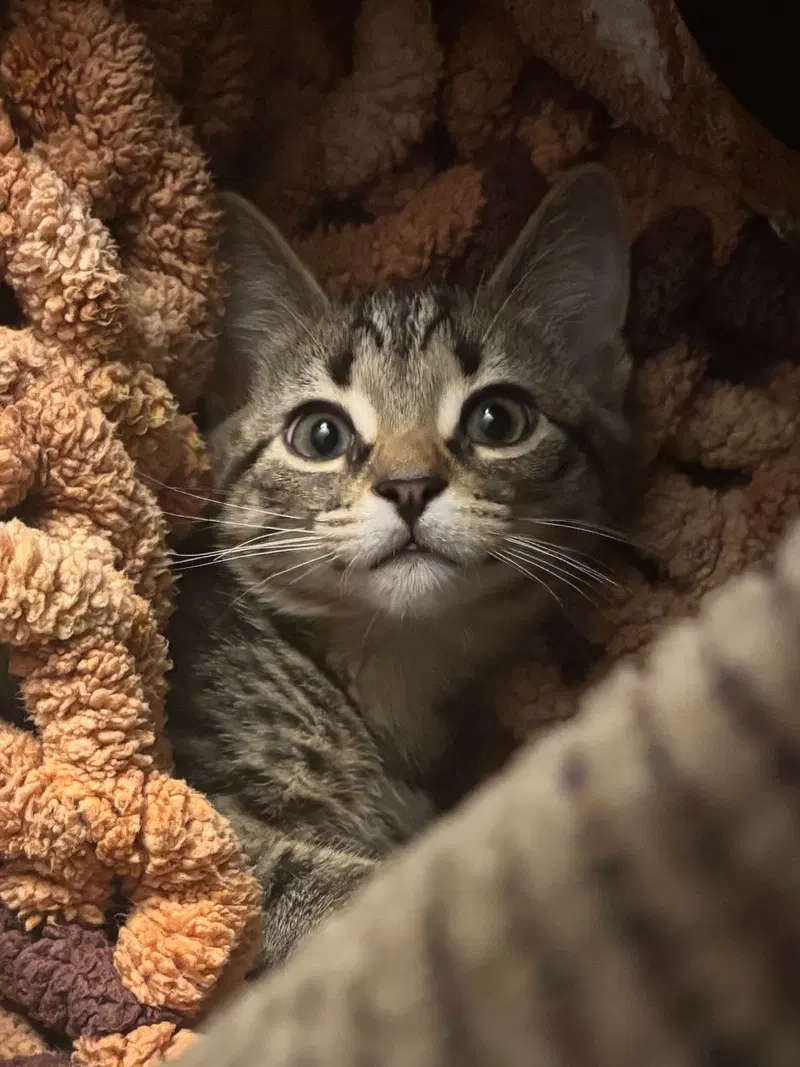 Kitten Yoshi, a male kitten up for adoption