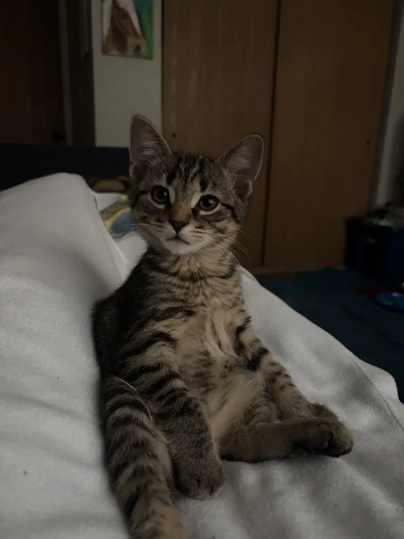 Kitten Yoshi, photo 2
