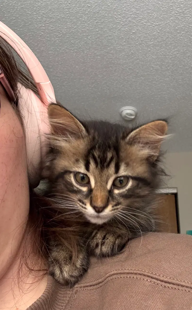 Kitten Toad, a male kitten up for adoption