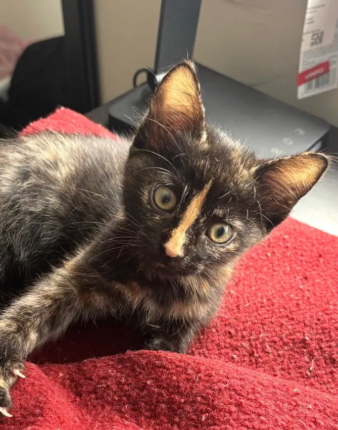 Kitten Luna, a female kitten up for adoption