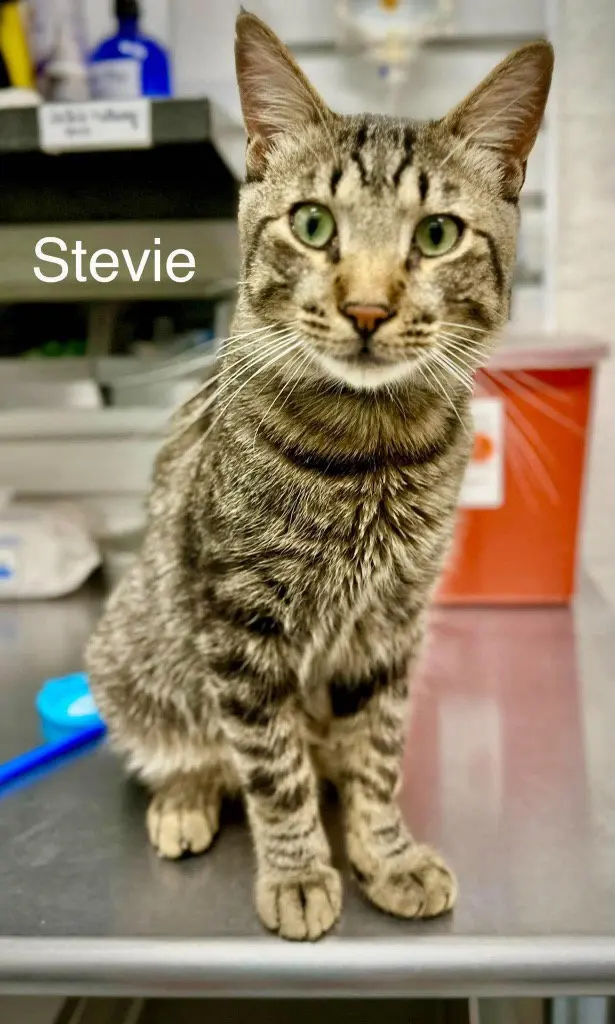 Stevie, a senior female cat up for adoption