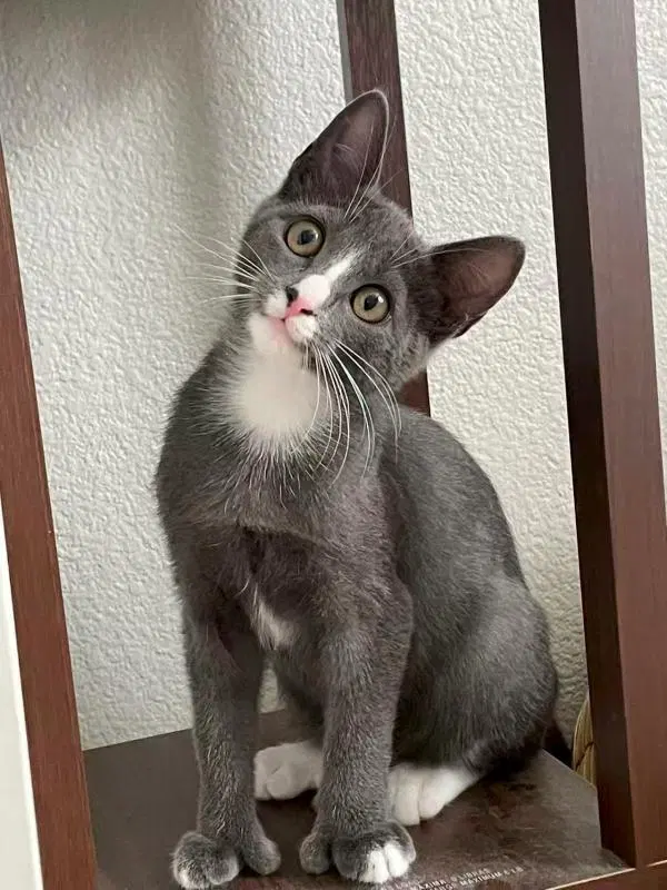 Grey, a female kitten up for adoption