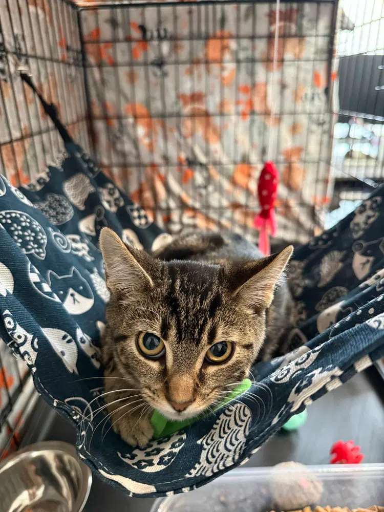 Odyssey Kittens, photo 2
