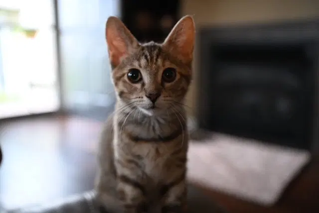Josephine, a female kitten up for adoption
