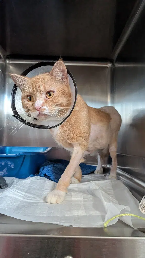 Rosie, an adult female cat up for adoption