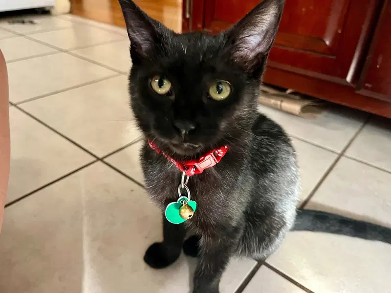 Mochi, a male kitten up for adoption