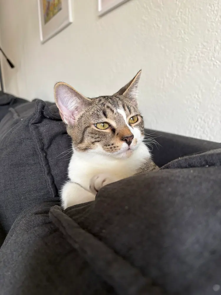 Tae, a male kitten up for adoption