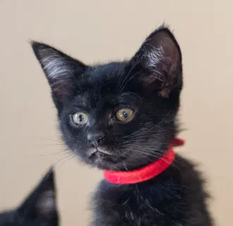 Sable, a female kitten up for adoption