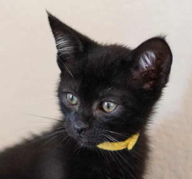 Onex, a male kitten up for adoption