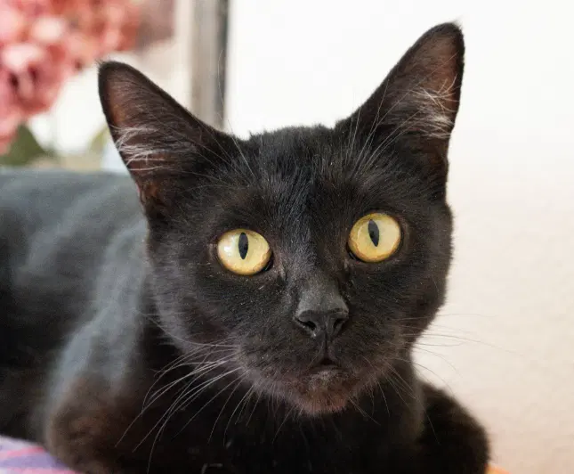 Ravyn, an adult female cat up for adoption