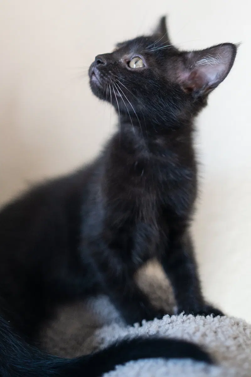 Ebony, photo 2