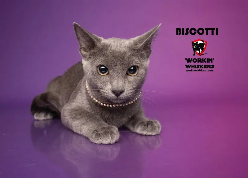 Biscotti, a male Russian Blue kitten up for adoption