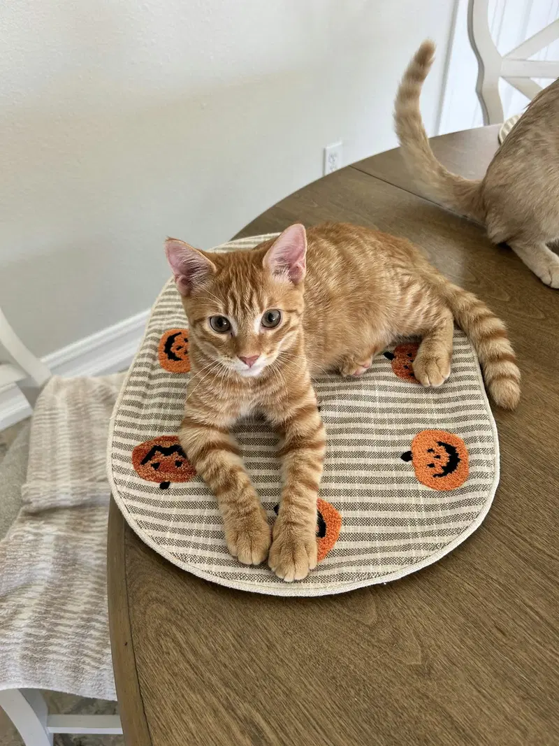 Butterscotch, photo 2