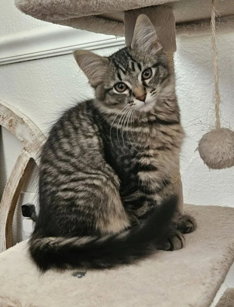 Leisl, a female kitten up for adoption