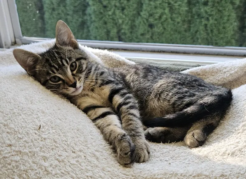 Kurt, a male kitten up for adoption