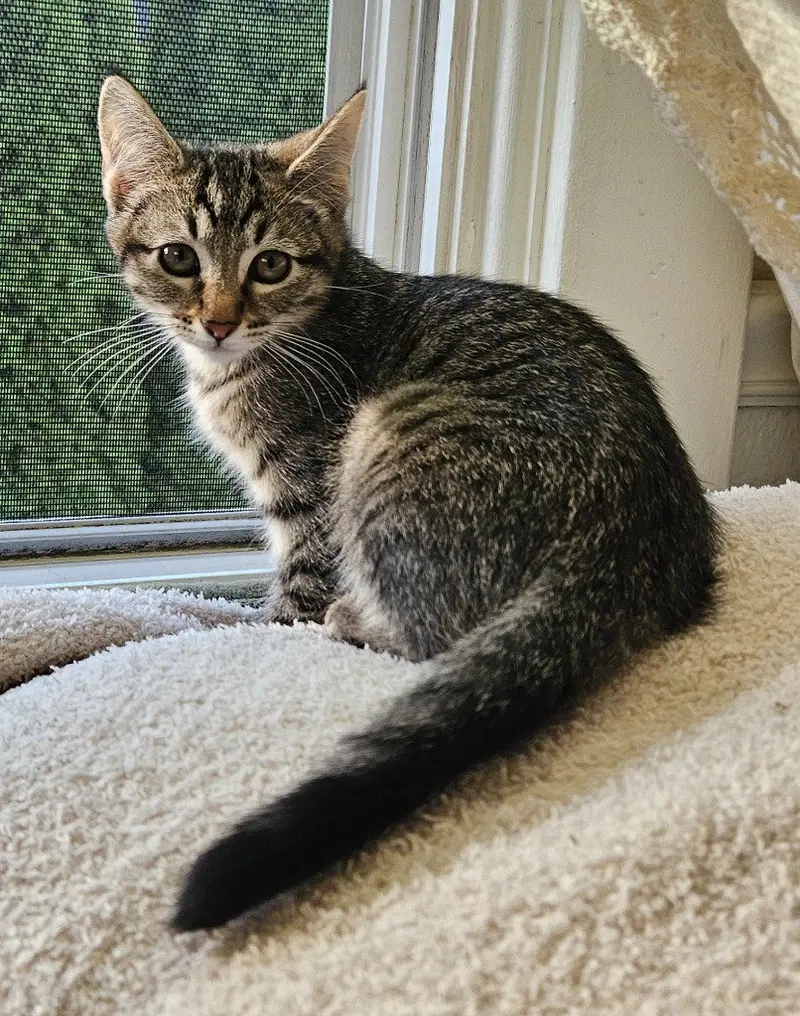 Gretl, a female kitten up for adoption