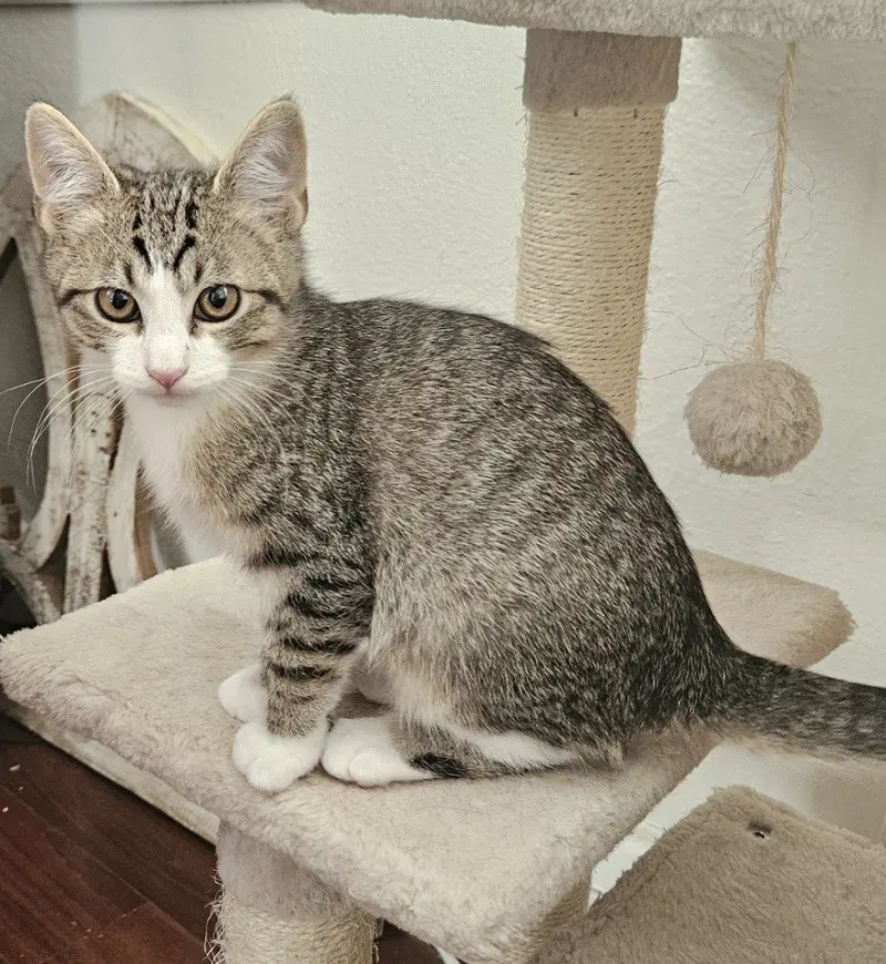 Friedrich, a male kitten up for adoption