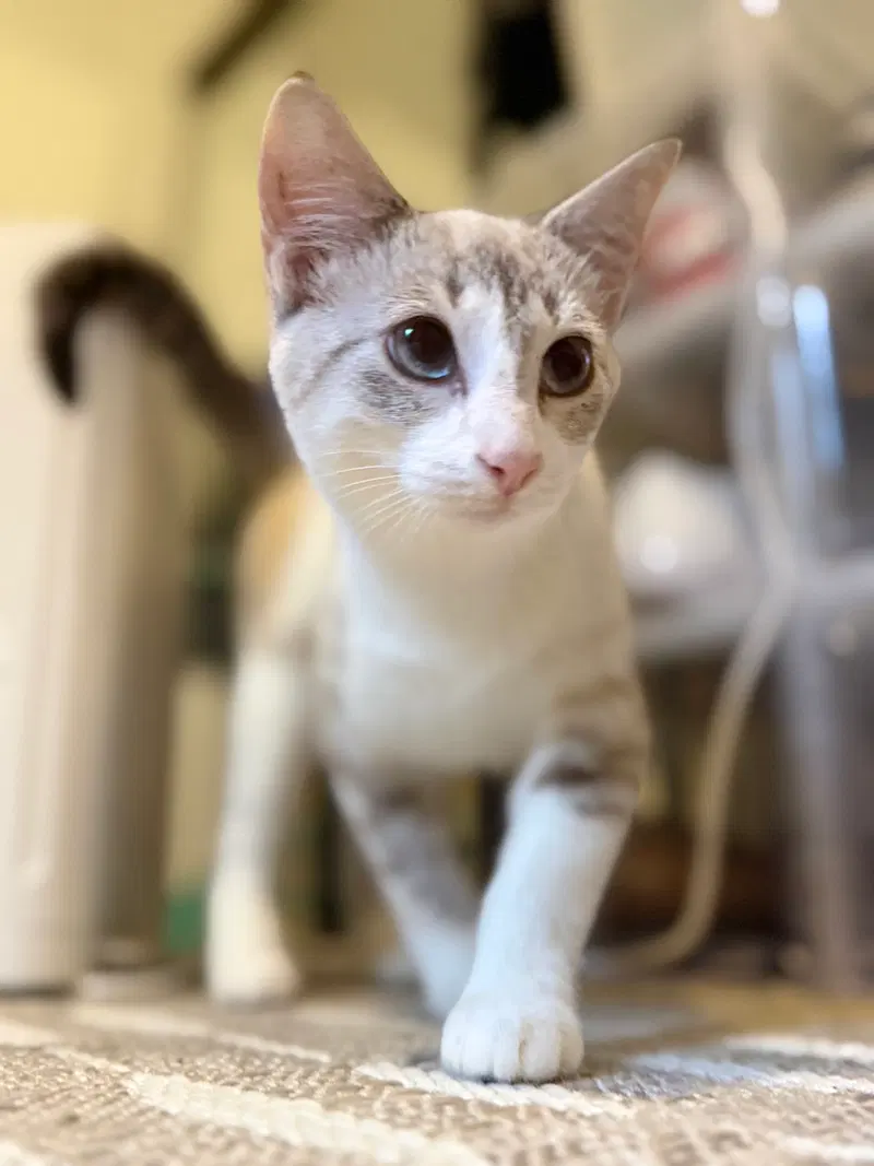 Ana, a female Siamese kitten up for adoption