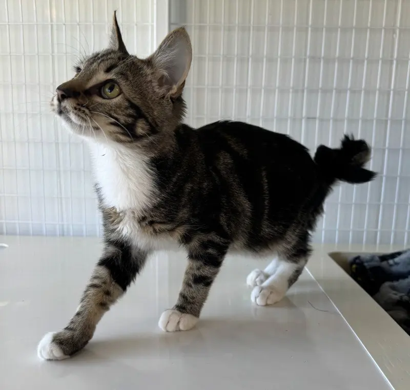 Barry, a male kitten up for adoption