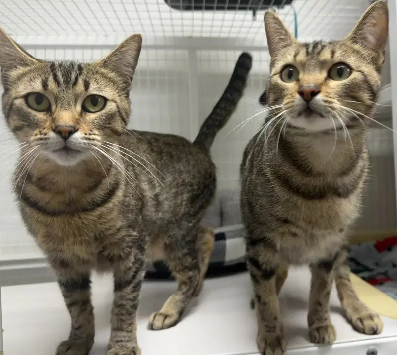 Azula, an adult female cat up for adoption