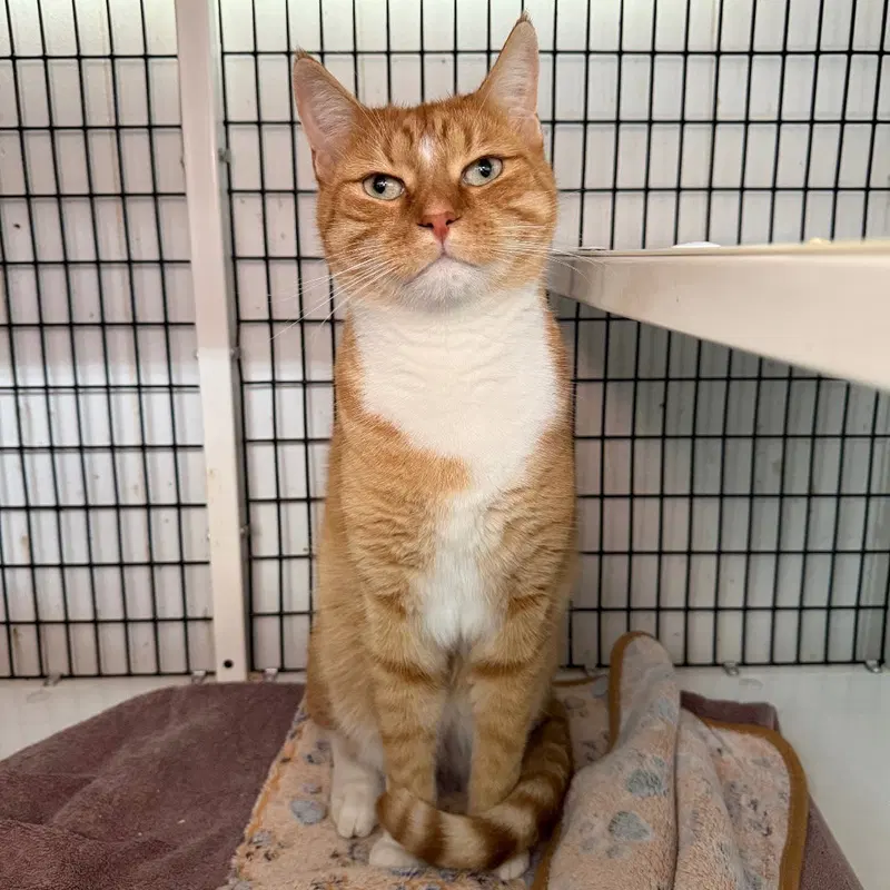 Remy, an adult male cat up for adoption