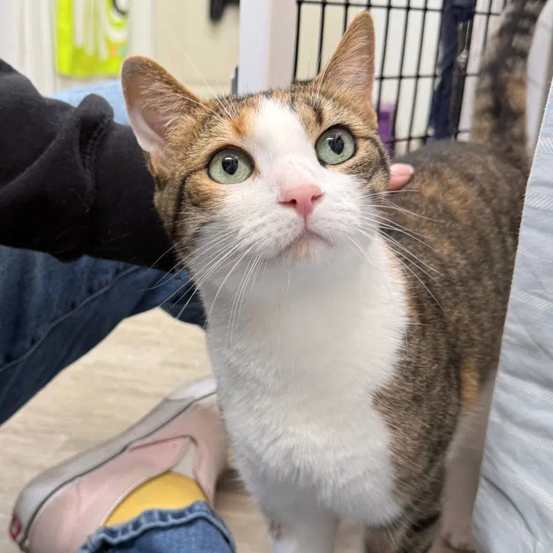 Lilac, an adult female cat up for adoption