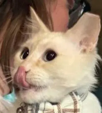 Bass, a young male Siamese cat up for adoption