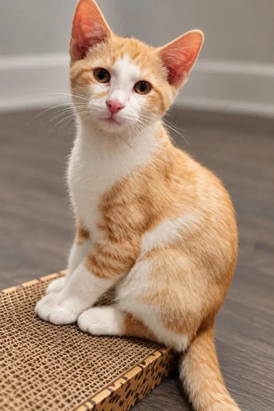 Mitchell, a male kitten up for adoption