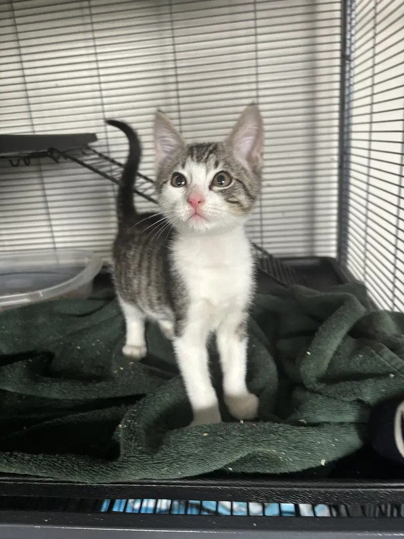 John 7.25.26, a male kitten up for adoption