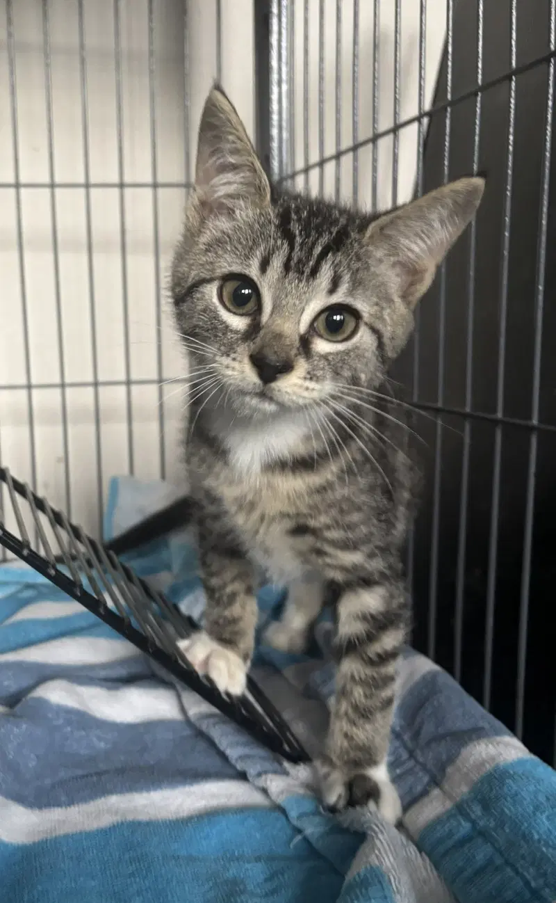 Deere 7.25.26, a female kitten up for adoption