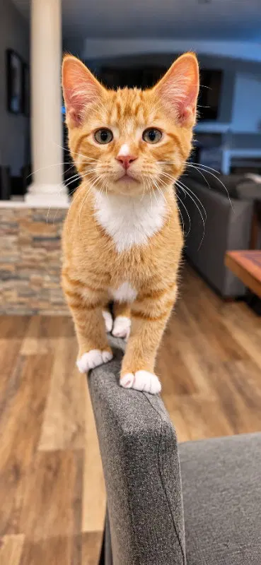 Danny, a male kitten up for adoption