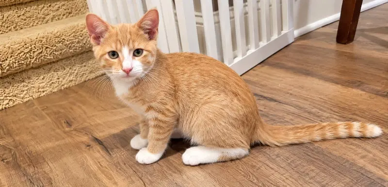 Andy, a male kitten up for adoption