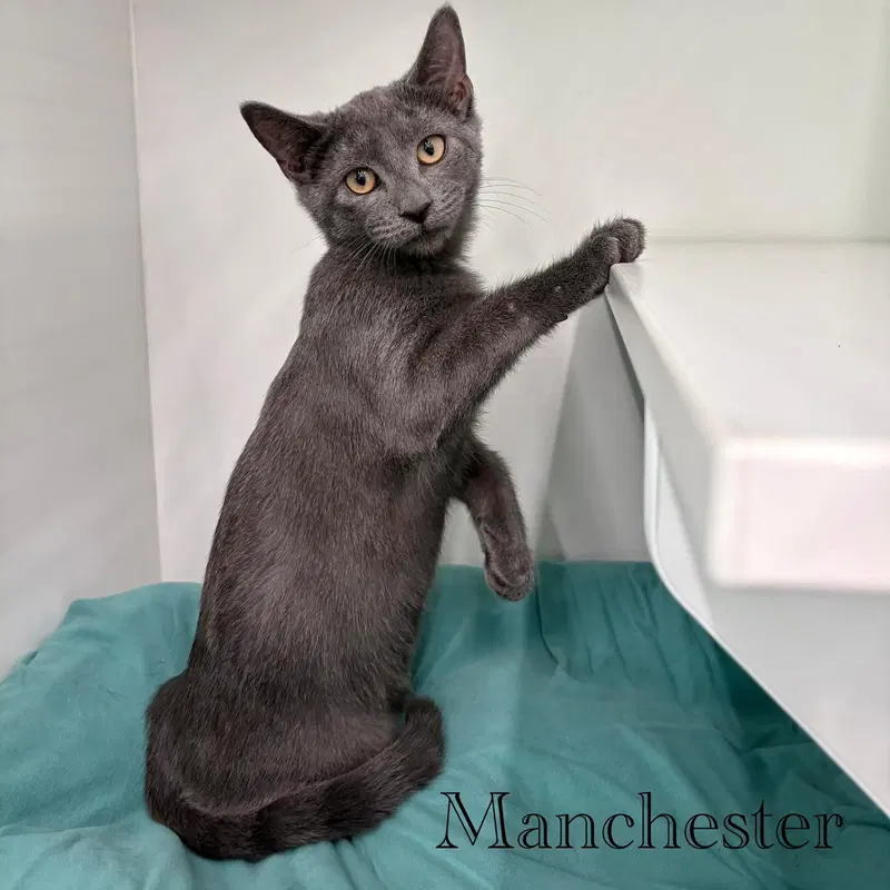 Manchester, a young male cat up for adoption