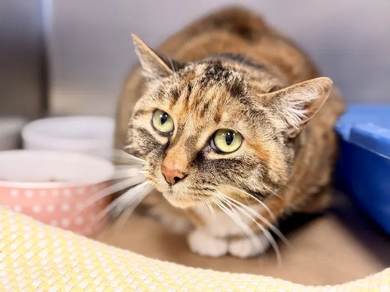 Chloe, a senior female cat up for adoption