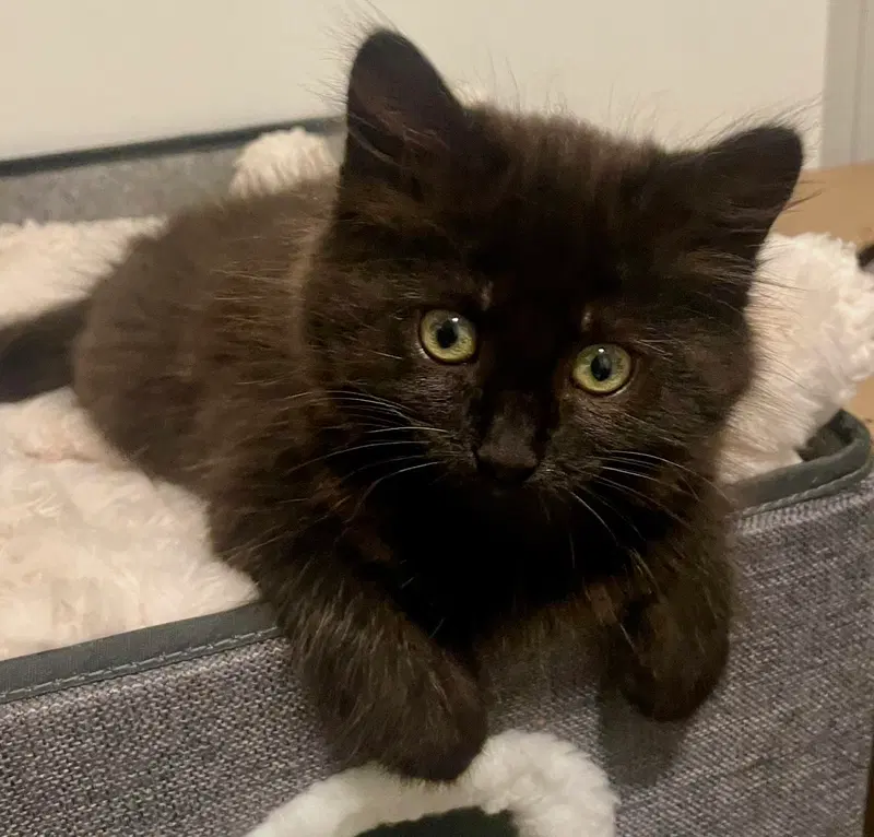 Mochy, a male kitten up for adoption