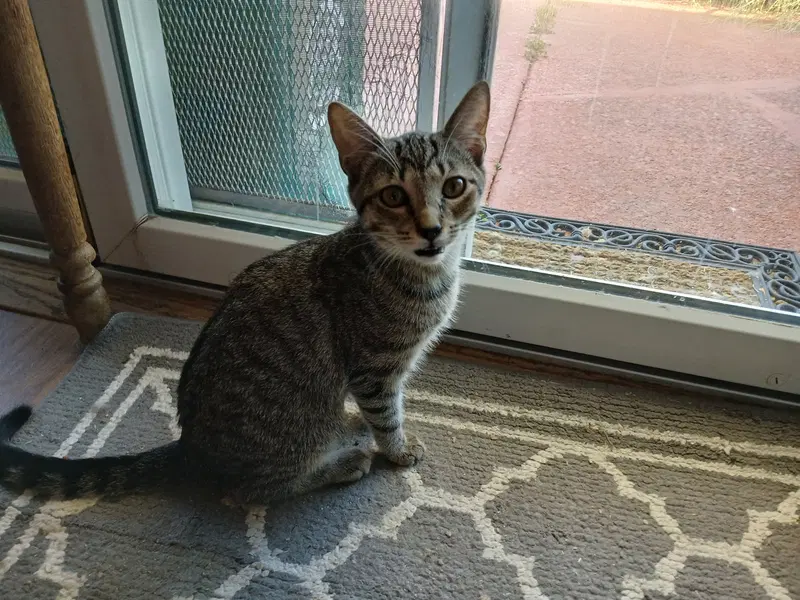 Cookie, a male kitten up for adoption