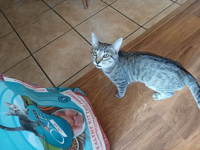 Cookie, photo 3